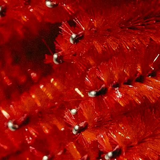 Cluster Lash Collective